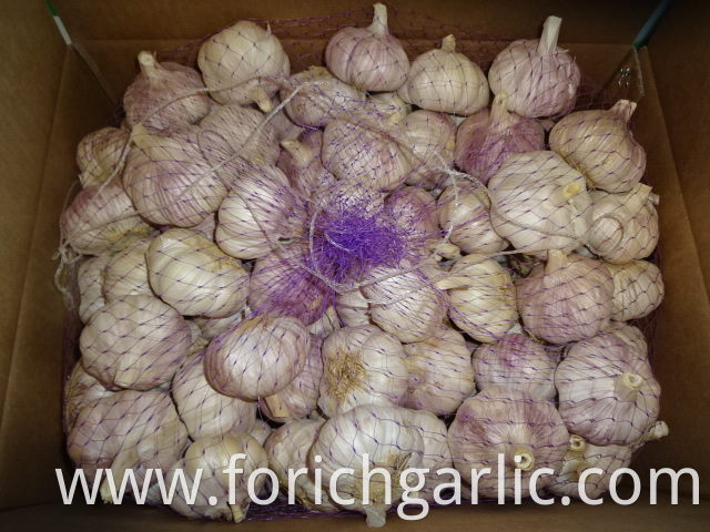 Fresh Jinxiang Normal White Garlic 2019